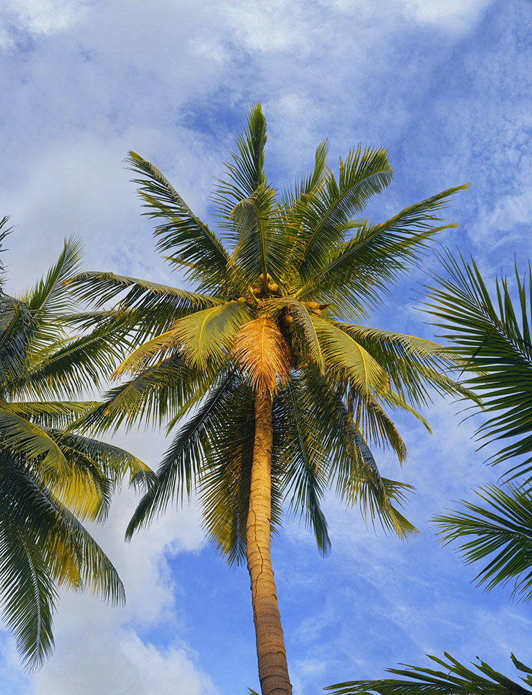 coconuts tree 13